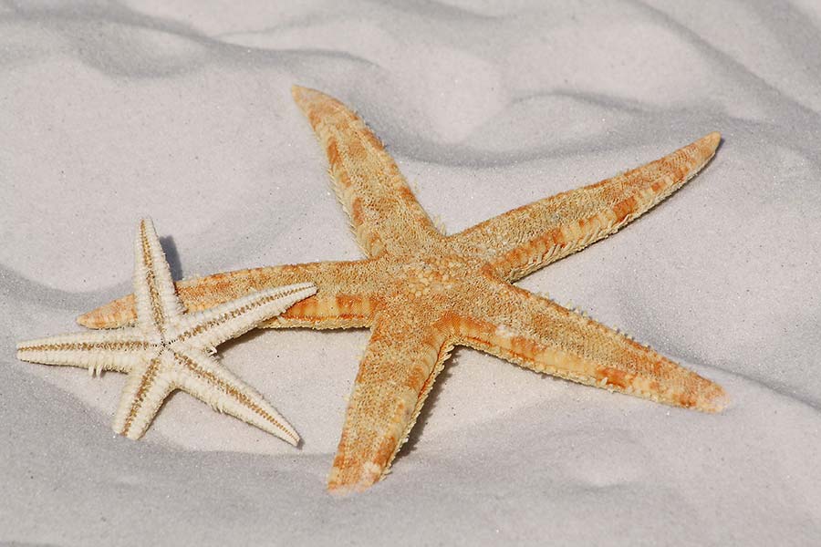 MM Dream Starfish